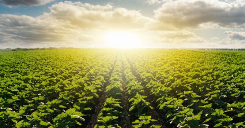 Advancing Operations in the Hydroponics Industry