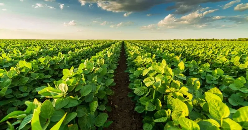 Navigating the Greenhouse Agriculture Industry