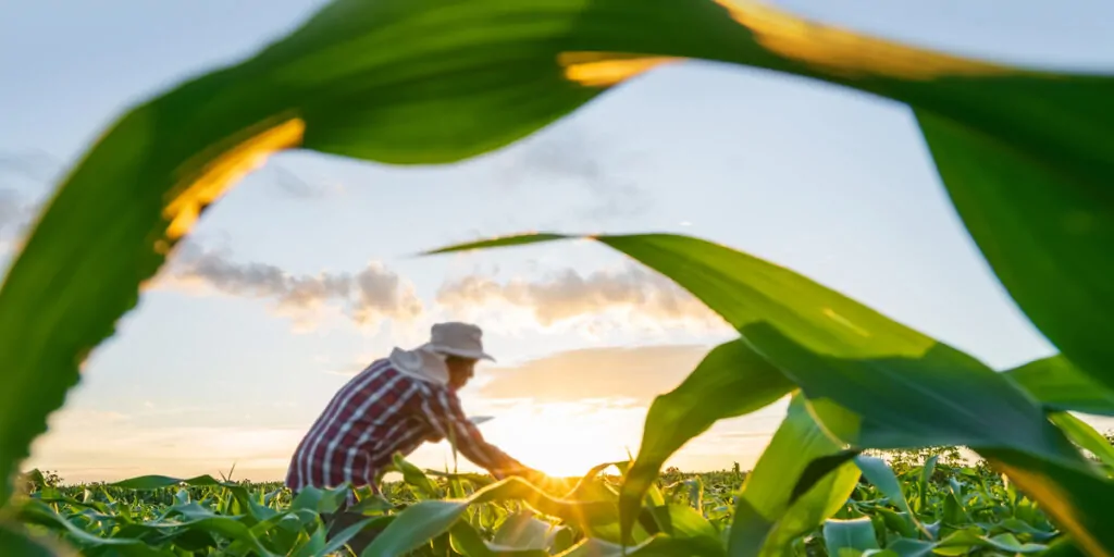 UAE ‘s Food Security Leap